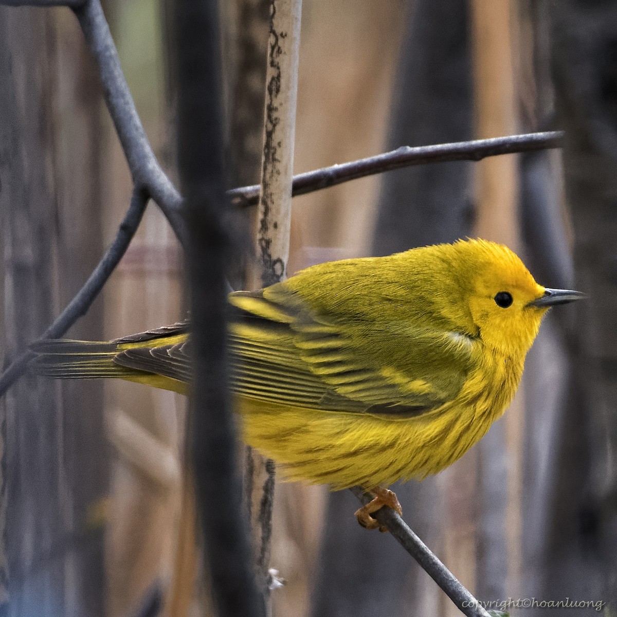 Yellow Warbler - hoan luong