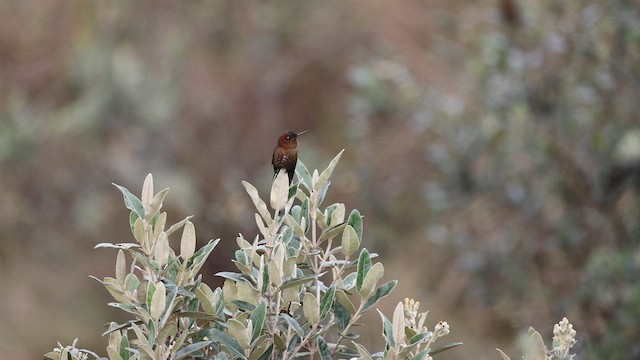 kolibřík myrtový - ML565159721