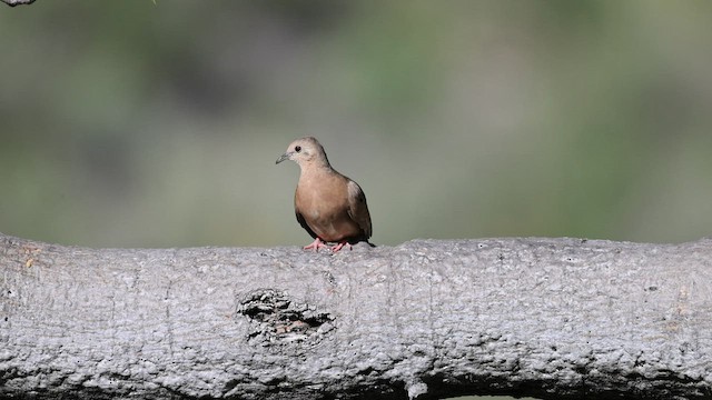 Ecuadorian Ground Dove - ML565160851