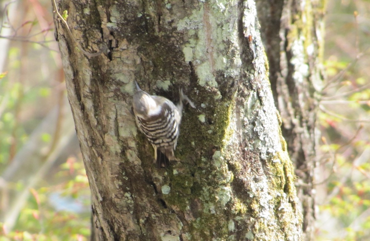 Japanese Pygmy Woodpecker - ML56516211