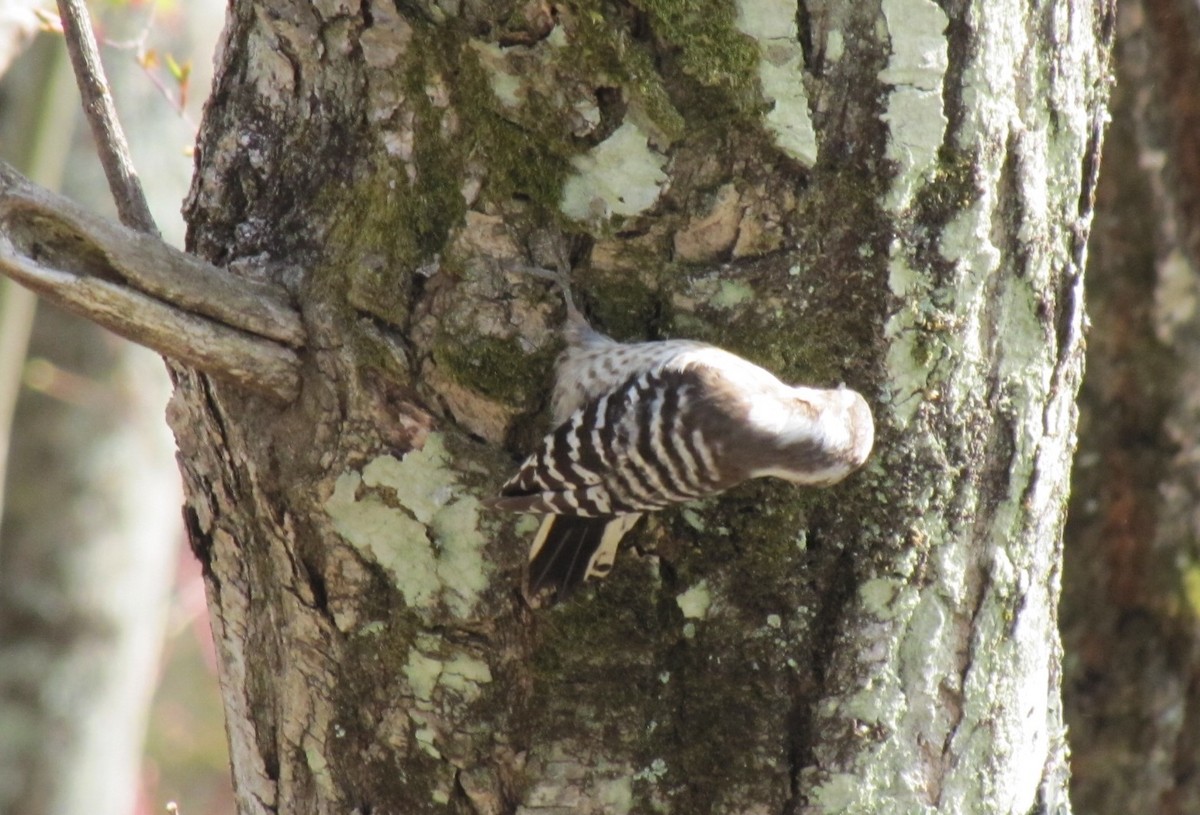Japanese Pygmy Woodpecker - ML56516221