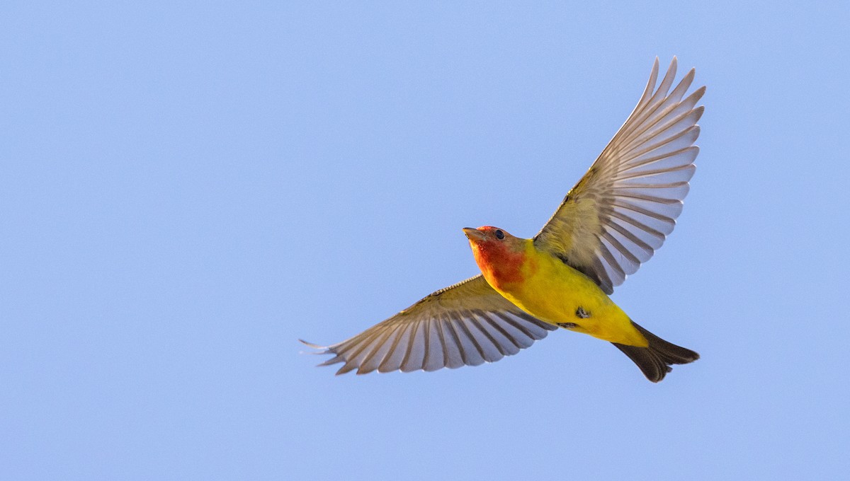 Western Tanager - ML565162411
