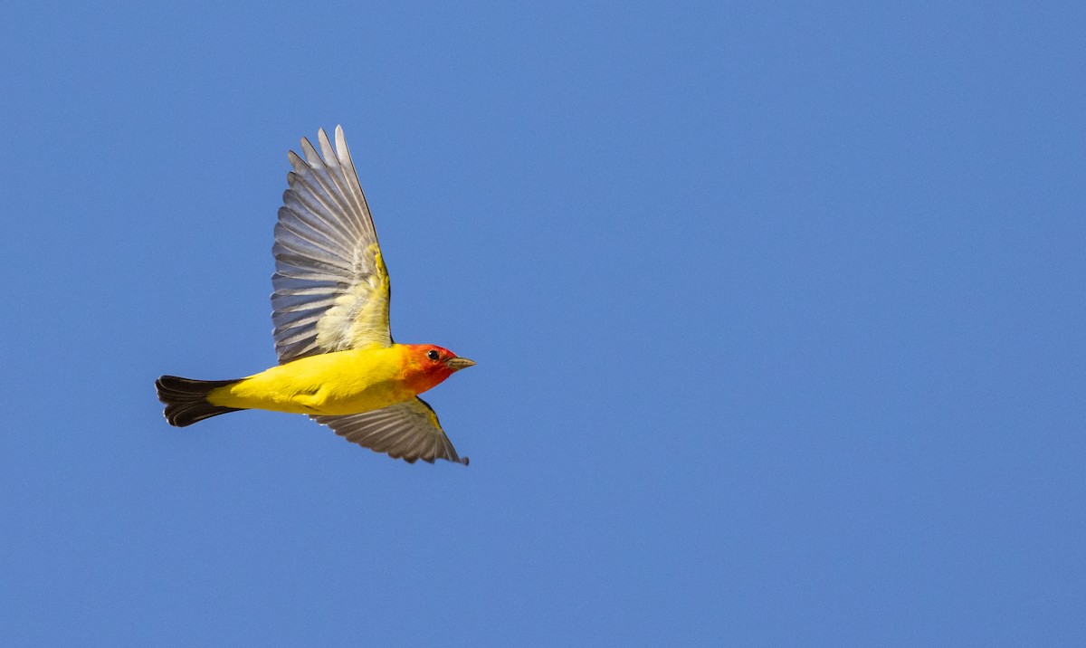 Western Tanager - ML565162431