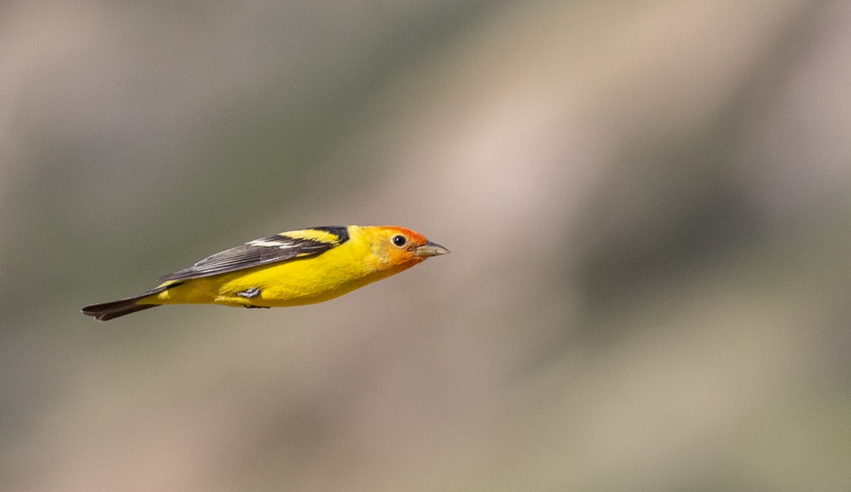 Western Tanager - ML565165851