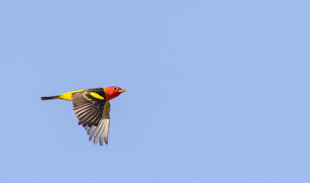 Western Tanager - ML565165861
