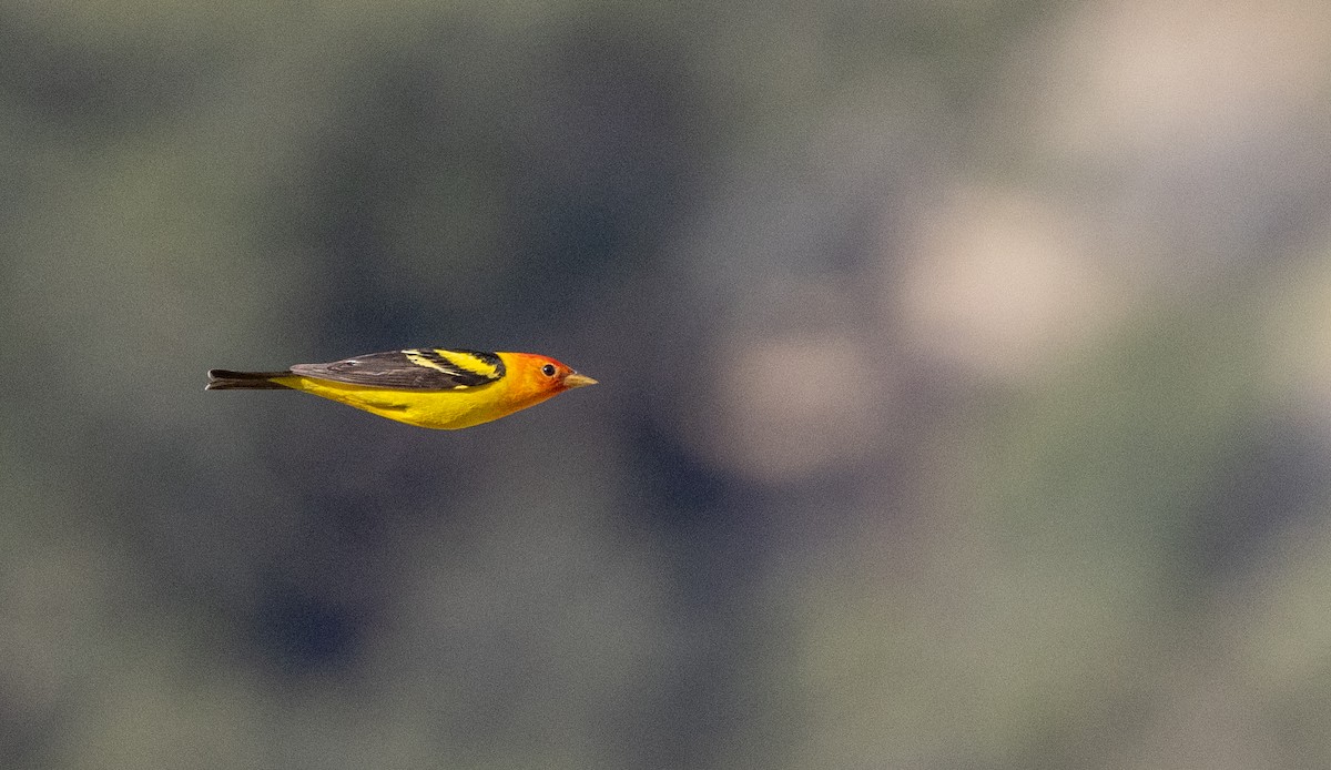 Western Tanager - ML565165871
