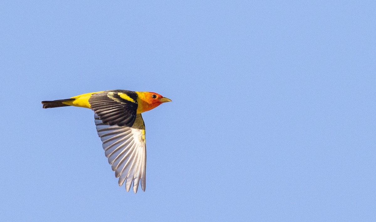Western Tanager - ML565165881