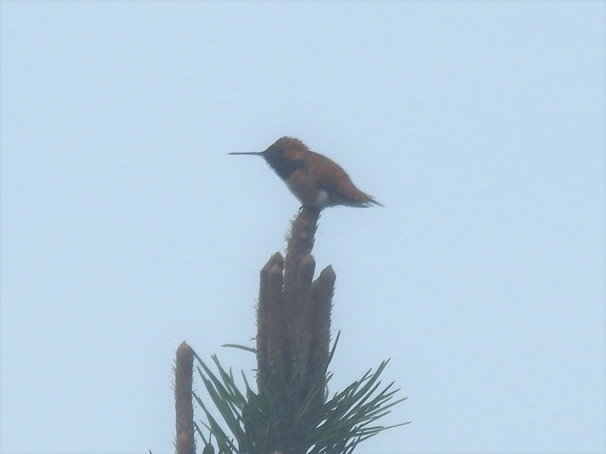 Rufous Hummingbird - ML565166531