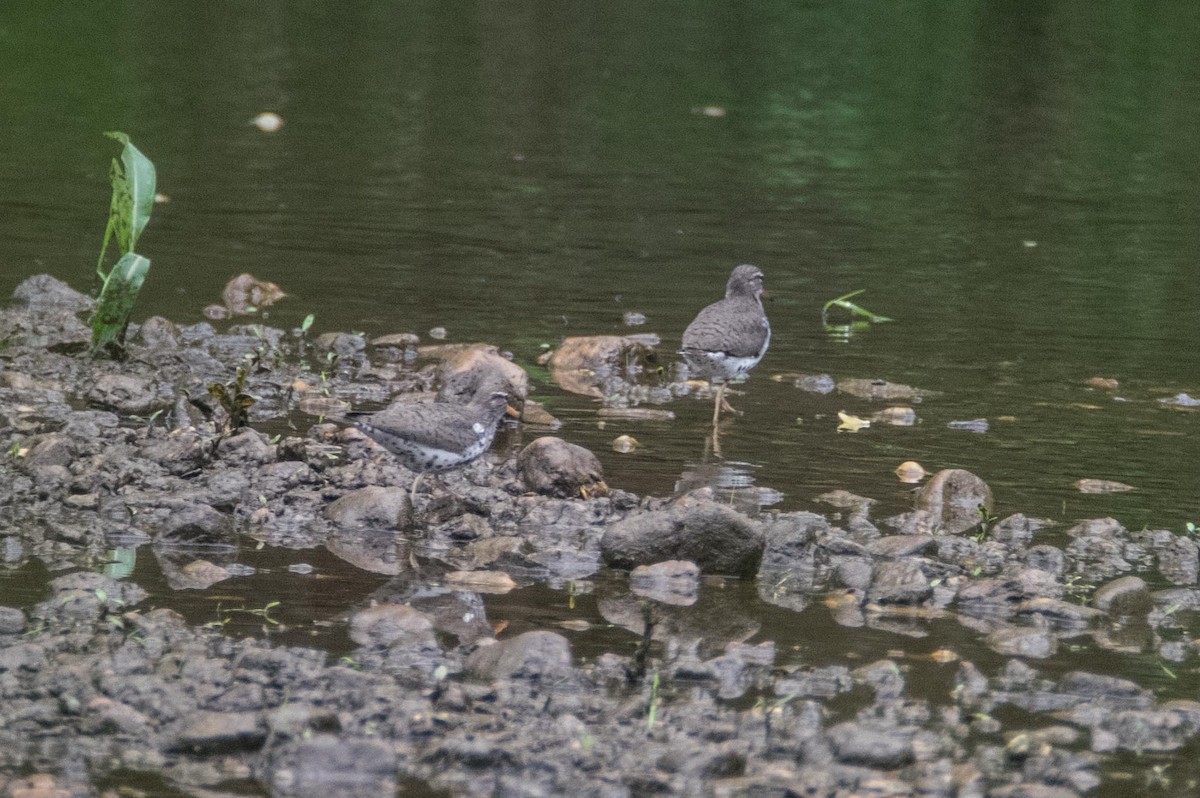 Spotted Sandpiper - James DuHadaway