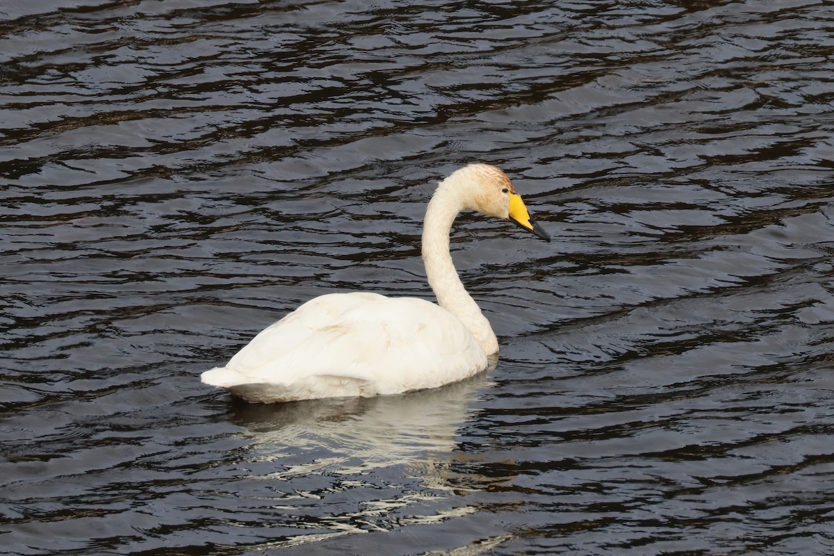 Whooper Swan - ML565169541