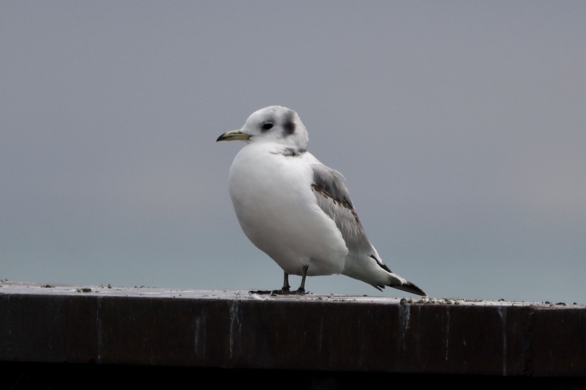 Mouette tridactyle - ML565176531
