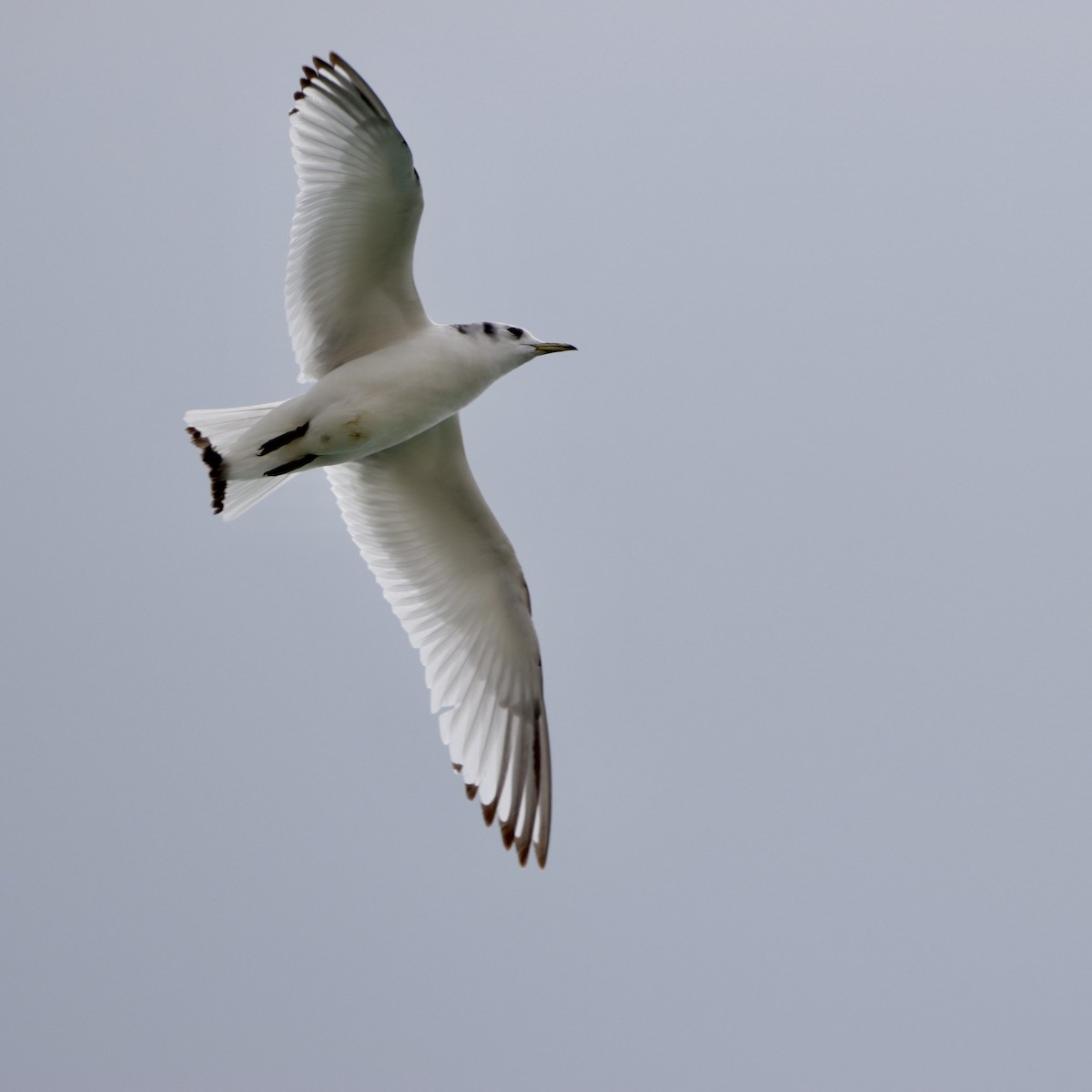 Mouette tridactyle - ML565176581