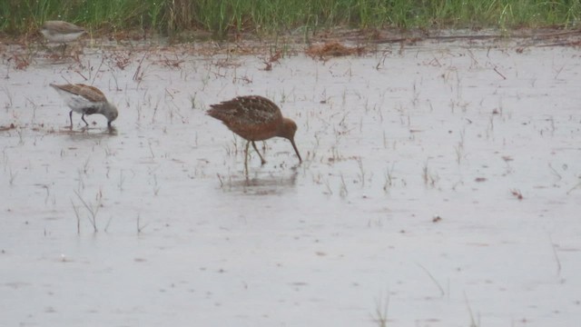 Long-billed Dowitcher - ML565179221