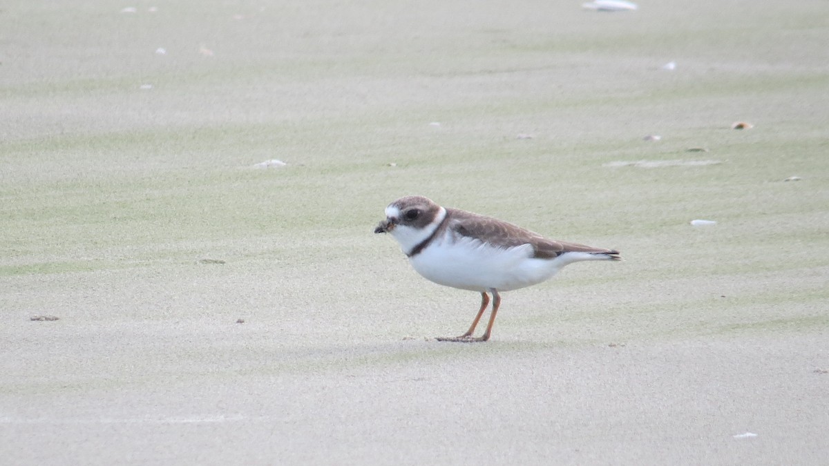 Semipalmated Plover - ML565180591