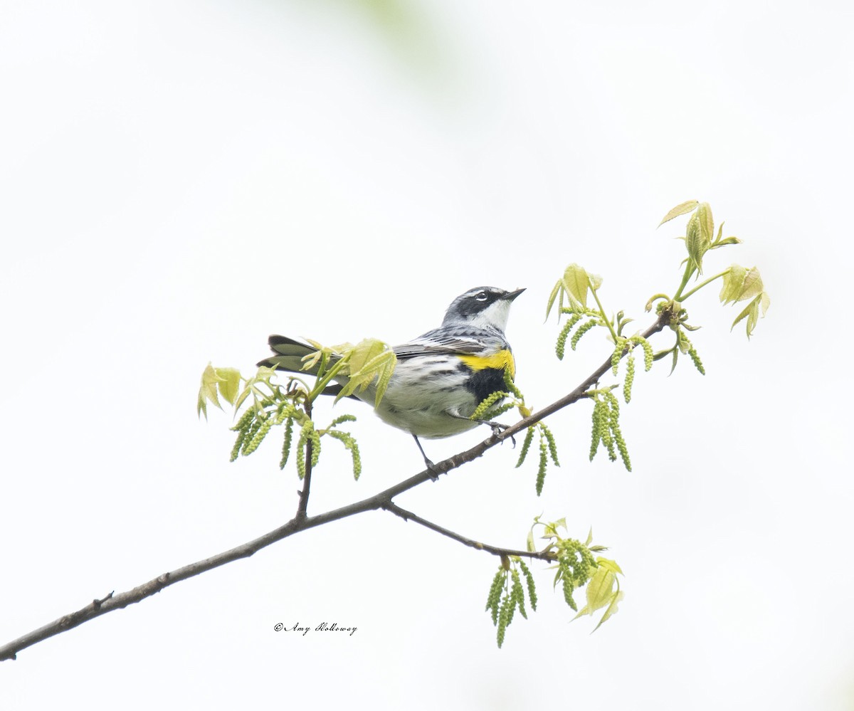 Yellow-rumped Warbler - Amy Holloway