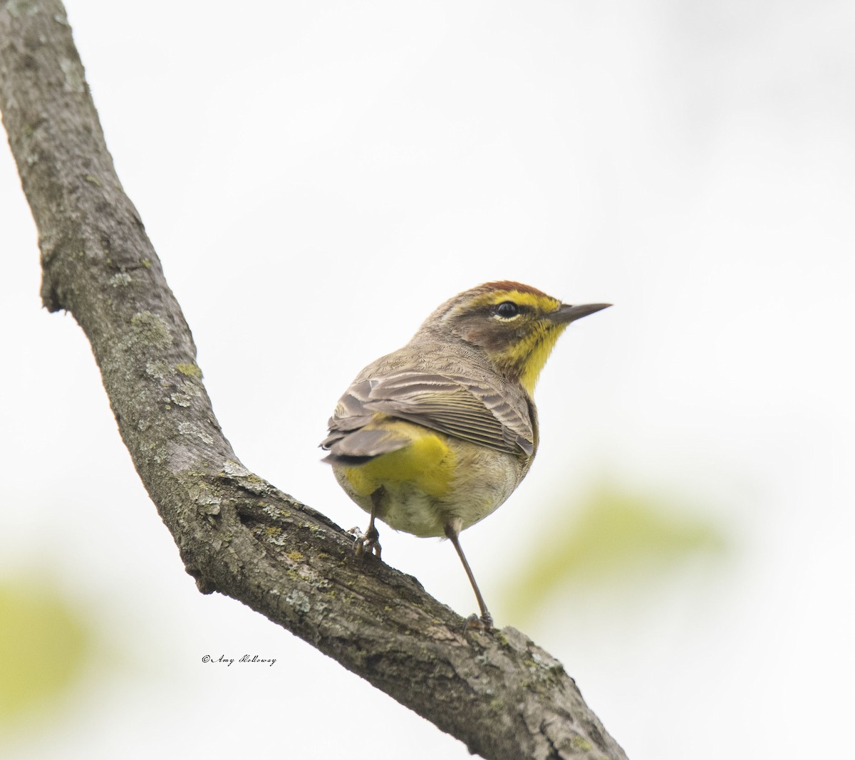 Palm Warbler - Amy Holloway