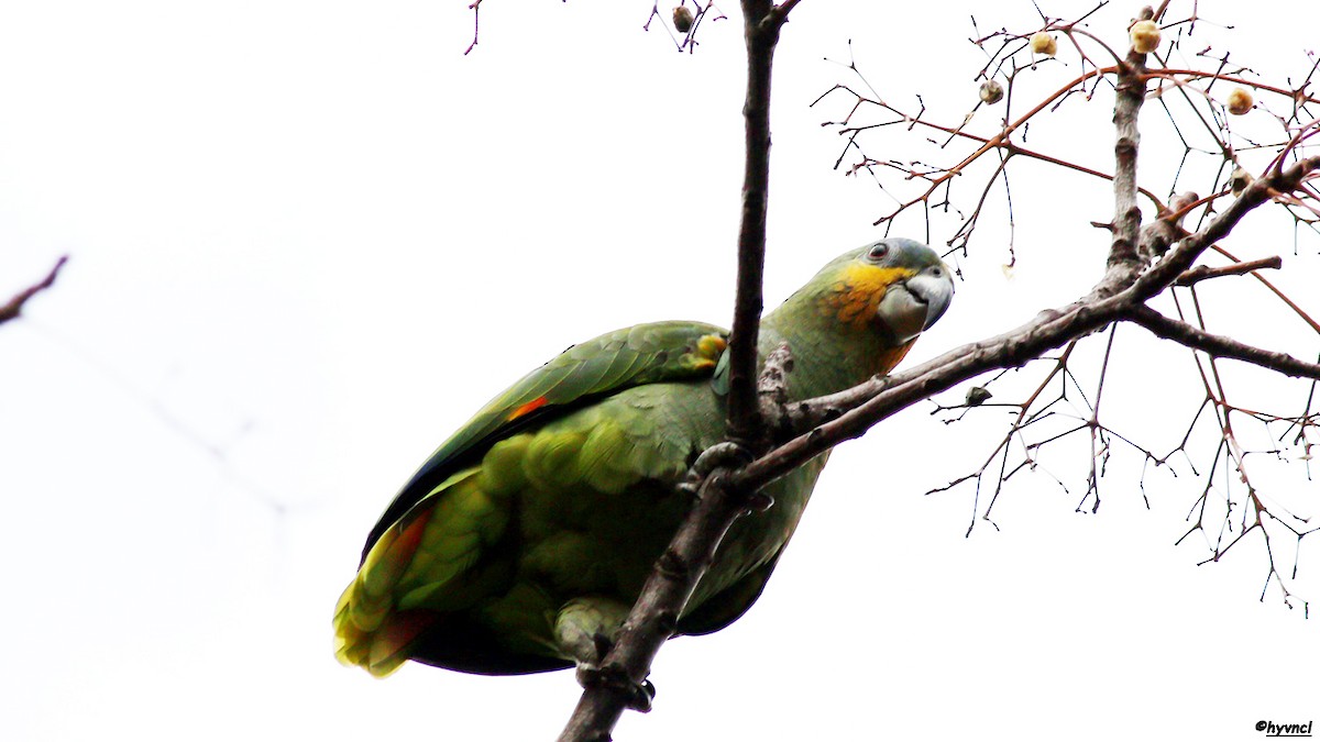 Orange-winged Parrot - Ozgun Sozuer