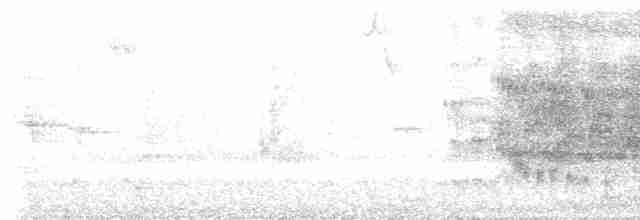 Антильский тиранн [группа caudifasciatus] - ML565184421