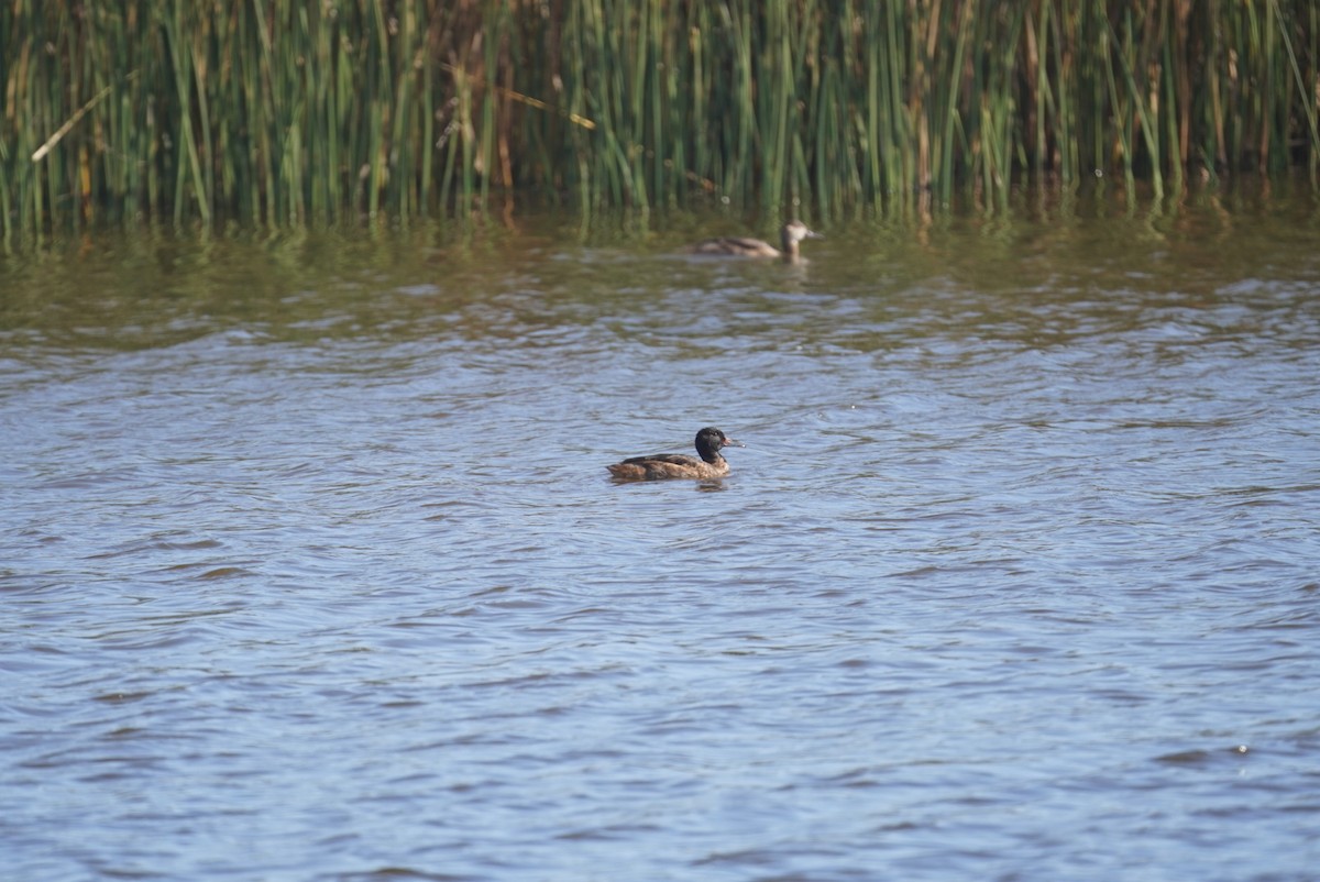 Black-headed Duck - ML565192171