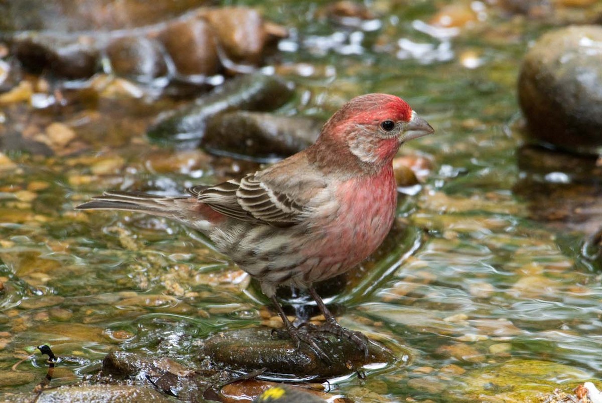 House Finch - Janis Stone
