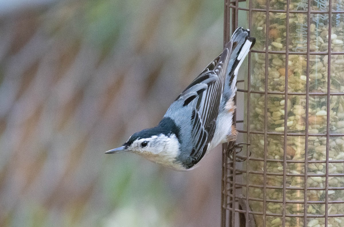 White-breasted Nuthatch - ML565194091
