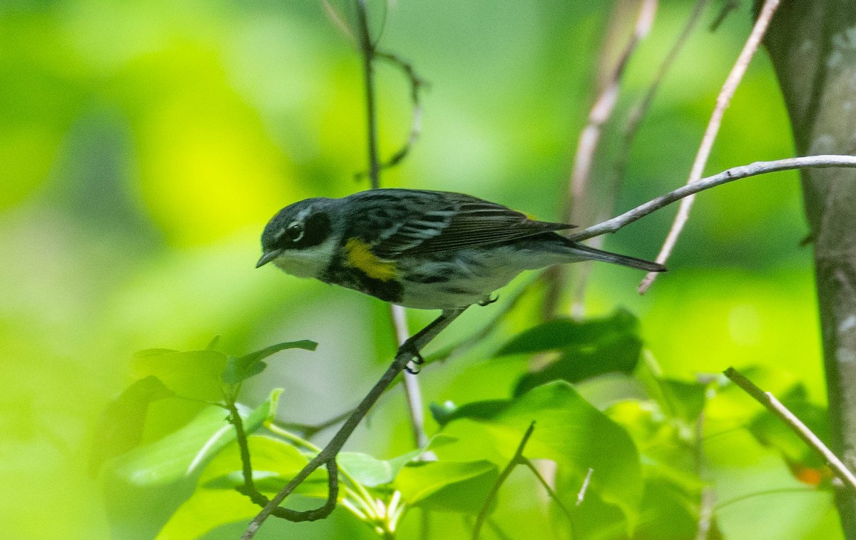 Yellow-rumped Warbler - Jordan Broadhead