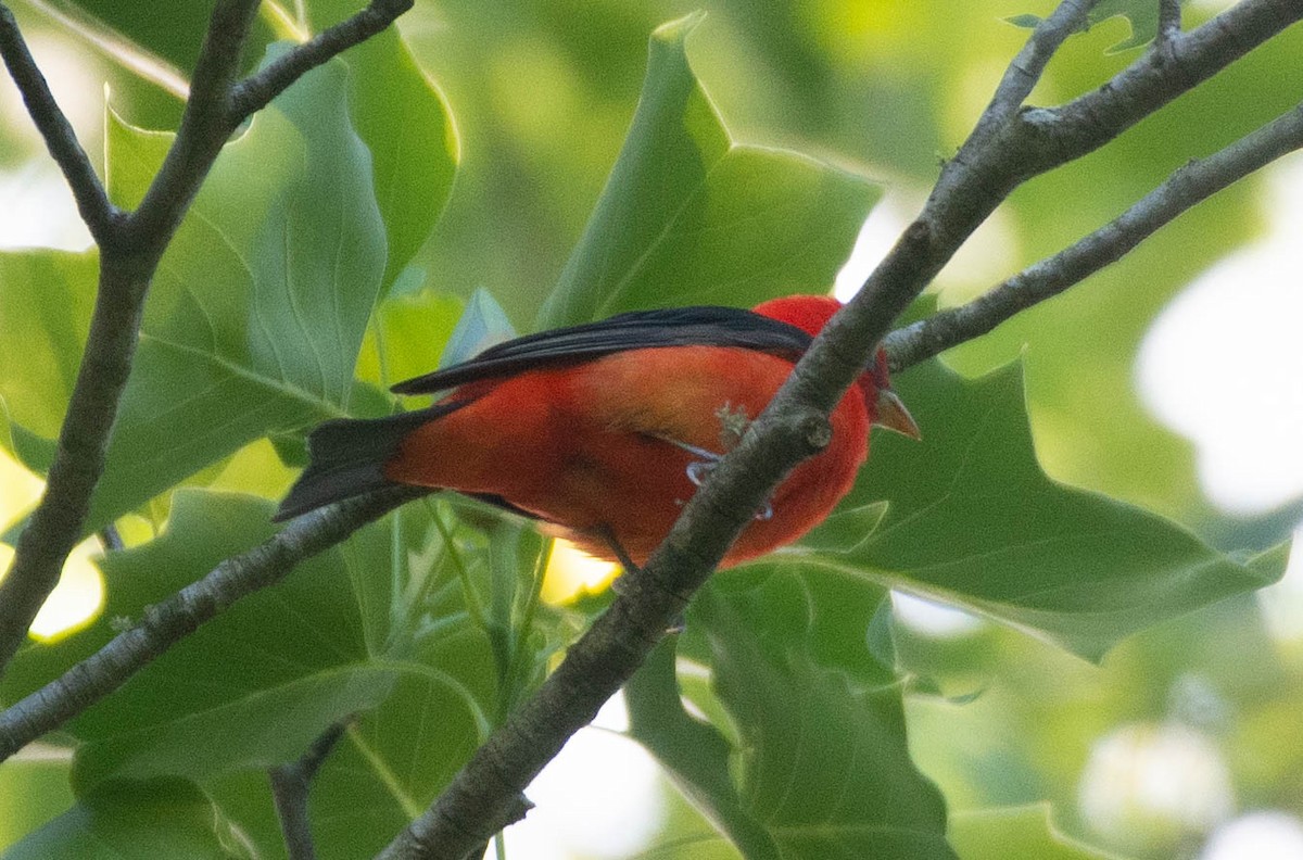 Scarlet Tanager - ML565194601