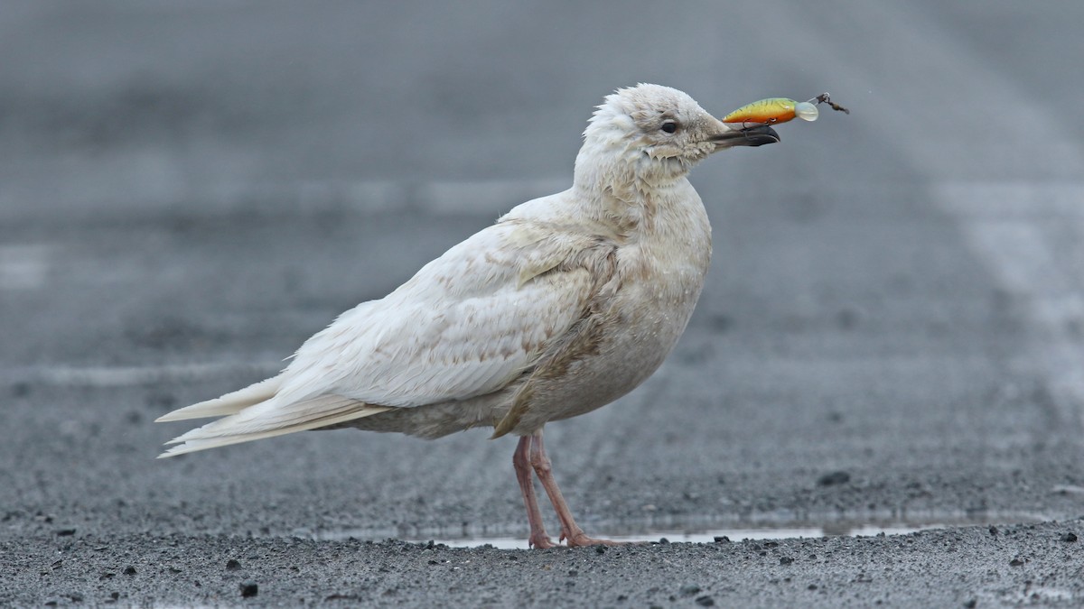 Iceland Gull (kumlieni/glaucoides) - Daniel Jauvin
