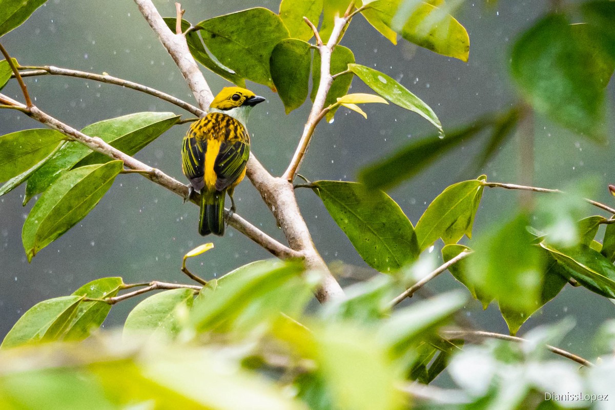 Silver-throated Tanager - ML565198991