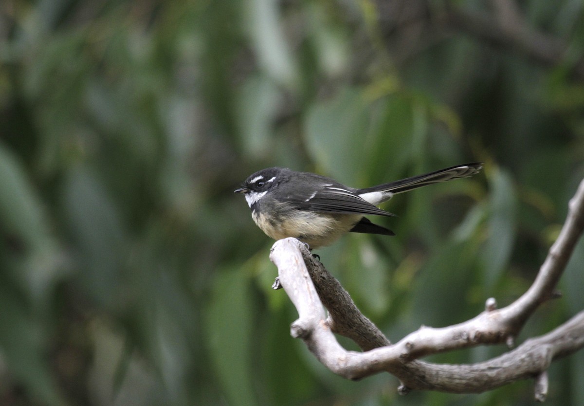 Gray Fantail (albiscapa) - ML56520021