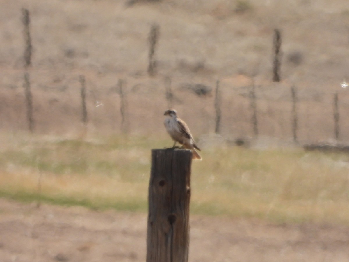 Prairie Falcon - Jack (Ardent Plover) Doutrich
