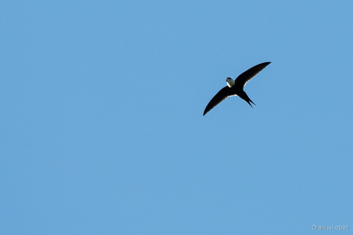 Lesser Swallow-tailed Swift - ML565204121