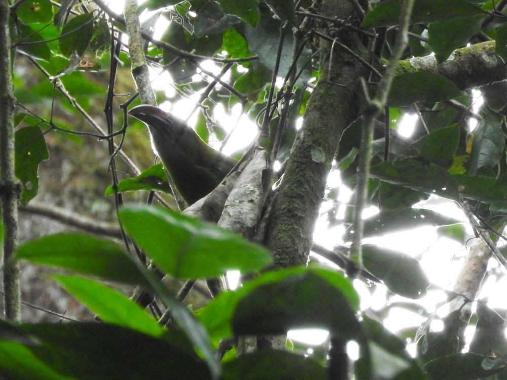Groove-billed Toucanet - ML565204621