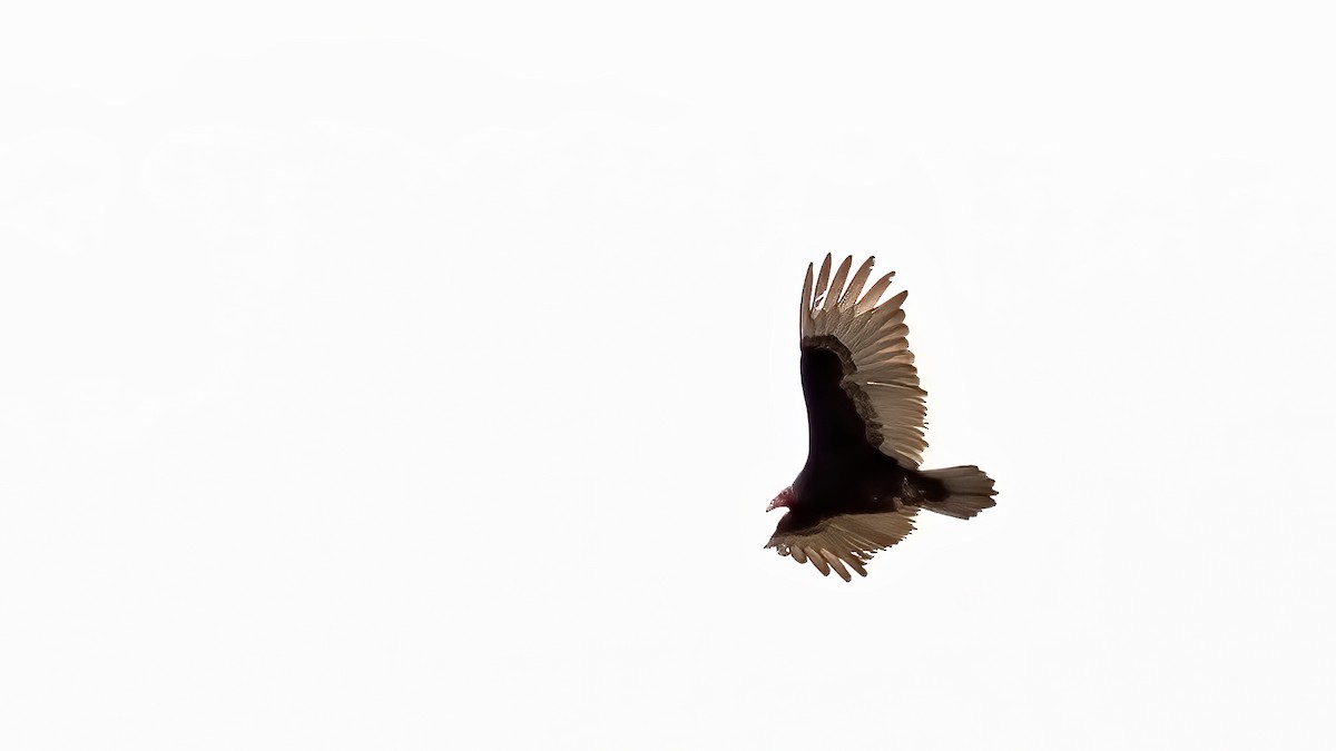 Turkey Vulture - ML565207741