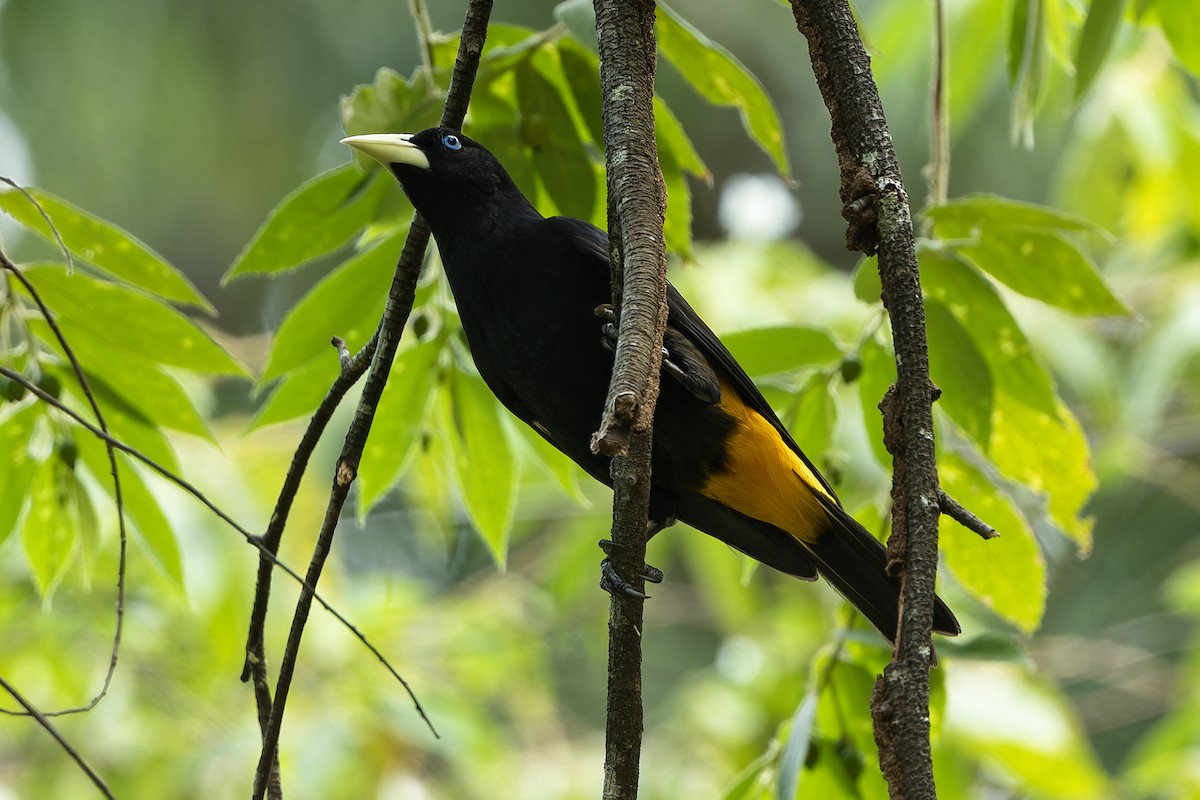 Yellow-rumped Cacique - ML565211701