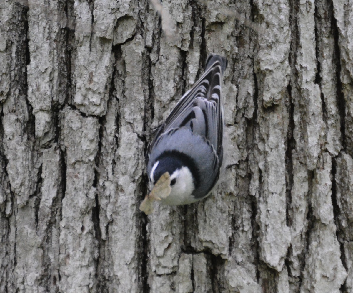 White-breasted Nuthatch - Doug Overacker
