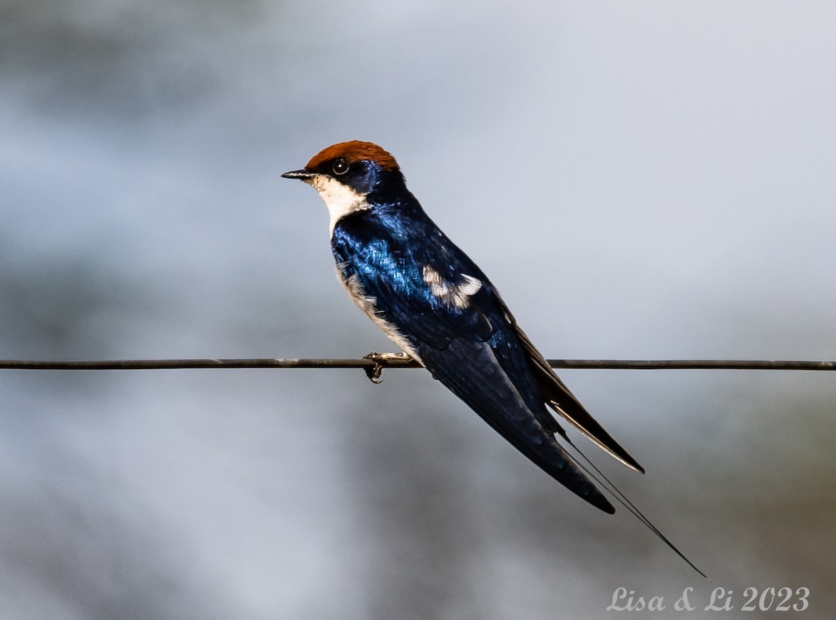Wire-tailed Swallow - ML565218041