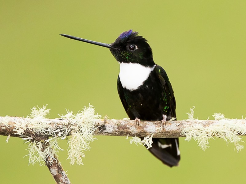 Collared Inca - eBird