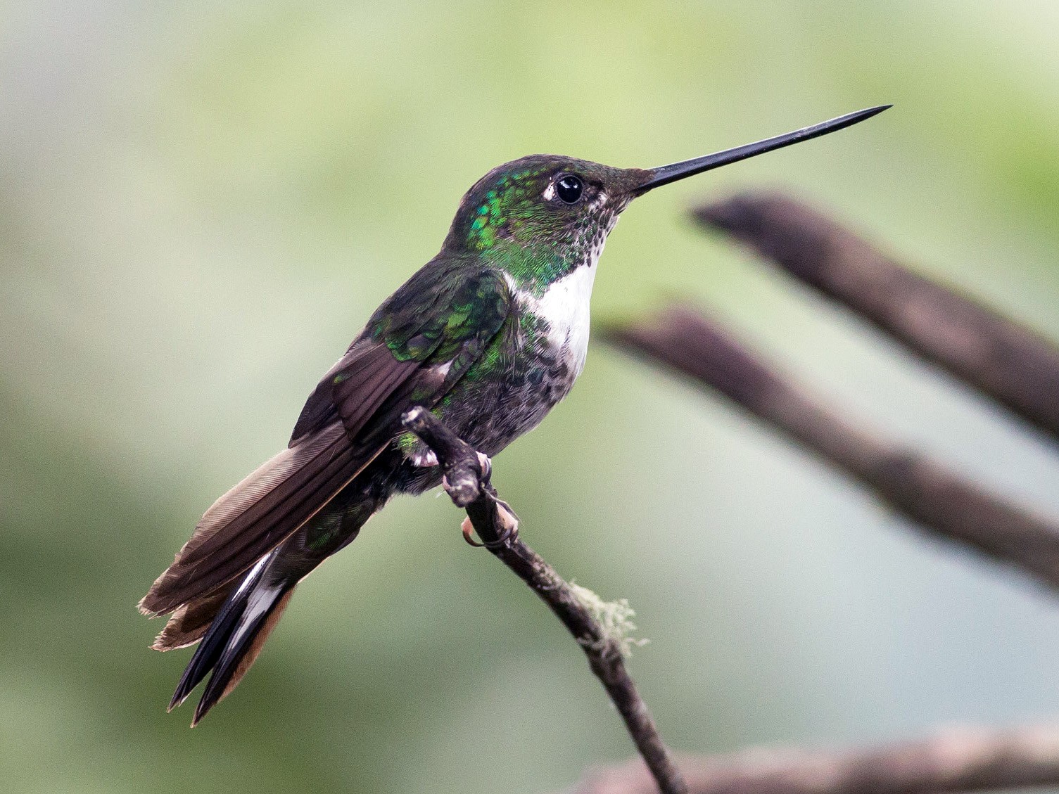 Collared Inca - eBird