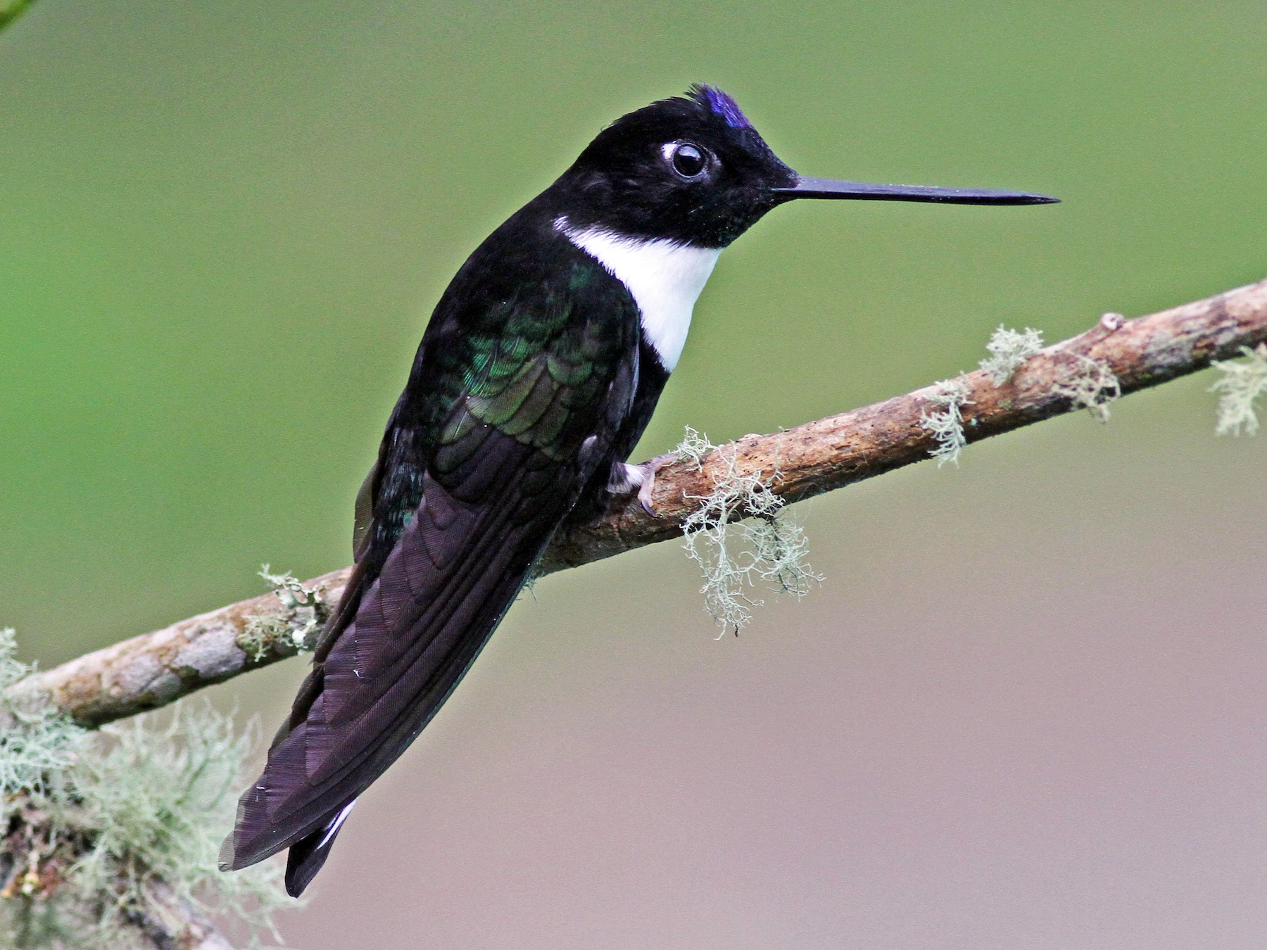 Collared Inca - eBird