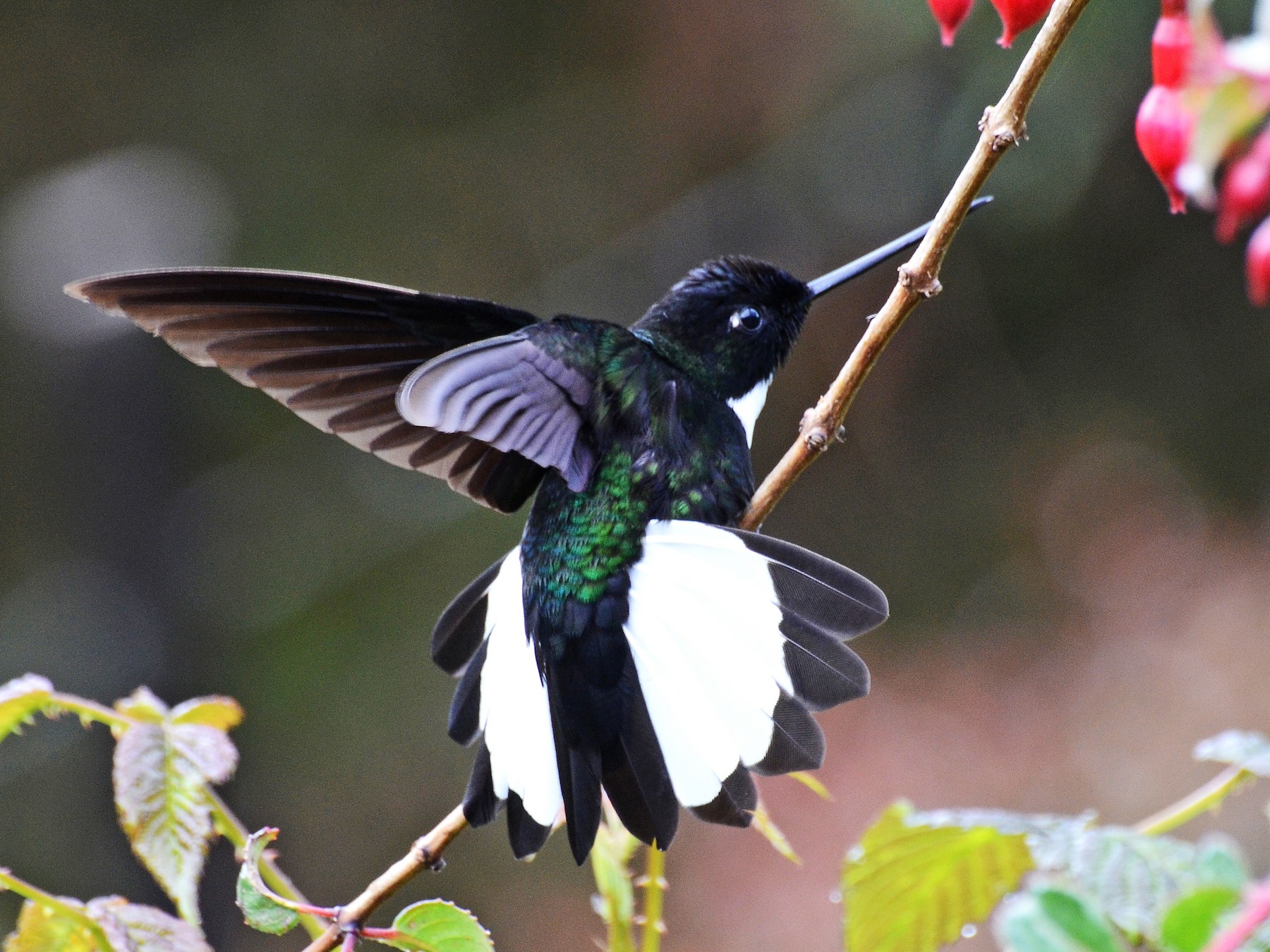 Collared Inca - David M. Bell