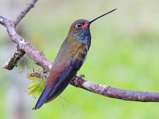  - Rufous-gaped Hillstar