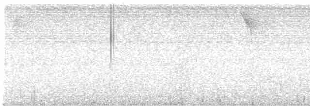 Graubrust-Ameisendrossel - ML565221591