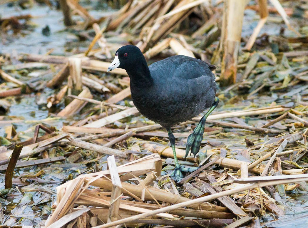American Coot (Red-shielded) - ML56522241