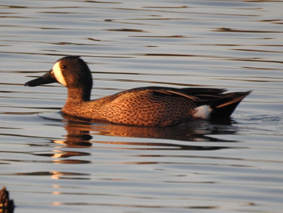 eBird Checklist 26 Apr 2023 Celery Bog Nature Area 32 species (+1