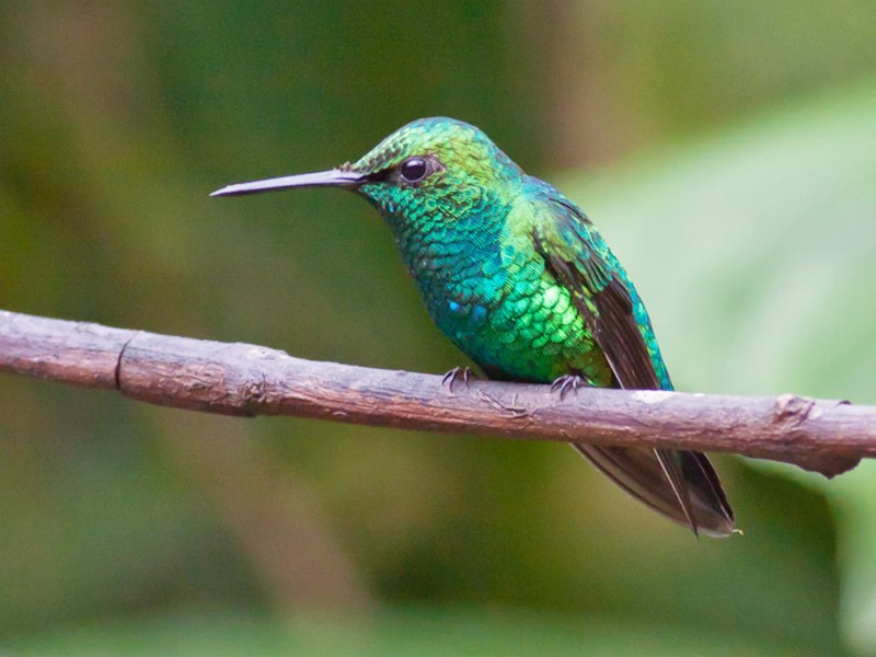 Western Emerald - eBird