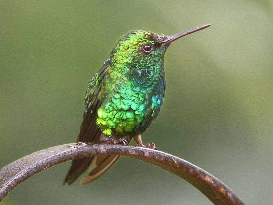 Western Emerald - eBird