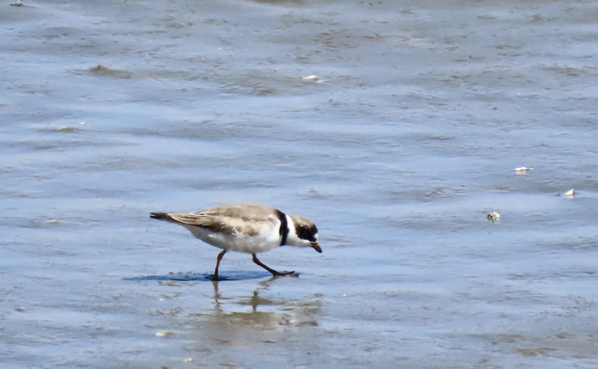 Semipalmated Plover - ML565227031