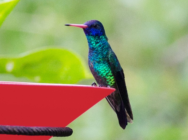 sapphire hummingbear