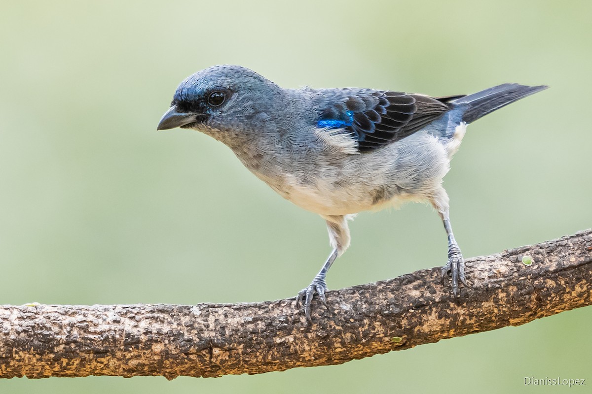 Plain-colored Tanager - ML565231001